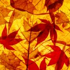 Fallen Leafs
